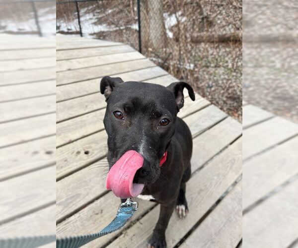 Medium Photo #9 Mutt Puppy For Sale in Elmsford, NY, USA