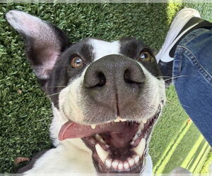 CANON - Male American Pit Bull Terrier-Unknown Mix Dog for Adoption - Photo #3
