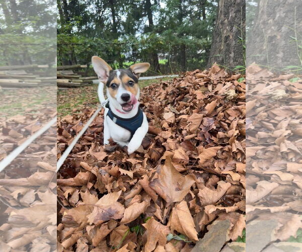 Medium Photo #2 American Pit Bull Terrier-Jack Russell Terrier Mix Puppy For Sale in Oakhurst, NJ, USA