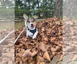 Small Photo #2 American Pit Bull Terrier-Jack Russell Terrier Mix Puppy For Sale in Oakhurst, NJ, USA