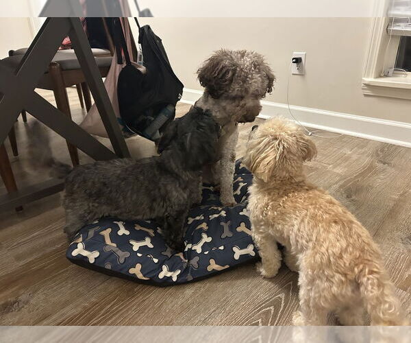 Medium Photo #2 Poodle (Miniature)-Unknown Mix Puppy For Sale in Raleigh, NC, USA