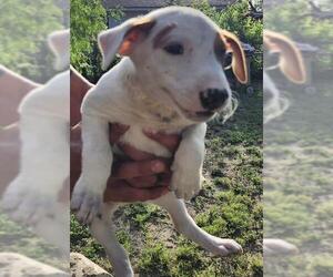 Bull Terrier-Unknown Mix Dogs for adoption in San Antonio, TX, USA
