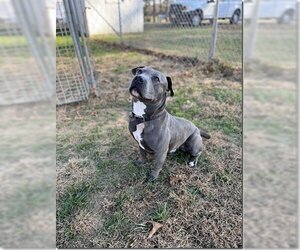 Mutt Dogs for adoption in Rowayton, CT, USA