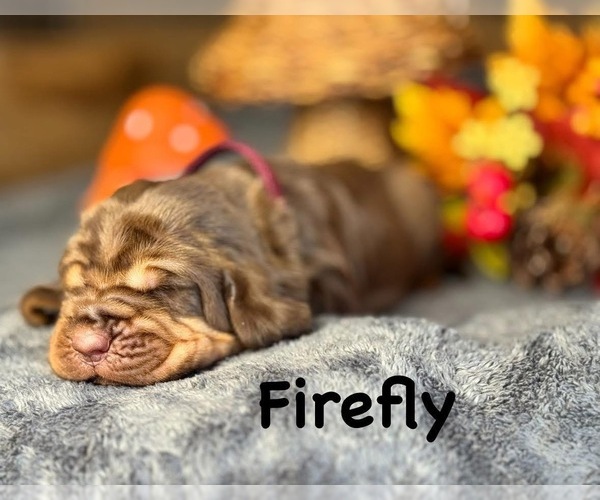 Medium Photo #4 Bloodhound Puppy For Sale in MOUNT AIRY, MD, USA