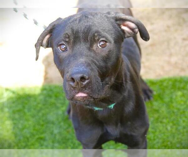 Medium Photo #1 American Pit Bull Terrier-Unknown Mix Puppy For Sale in Tallahassee, FL, USA