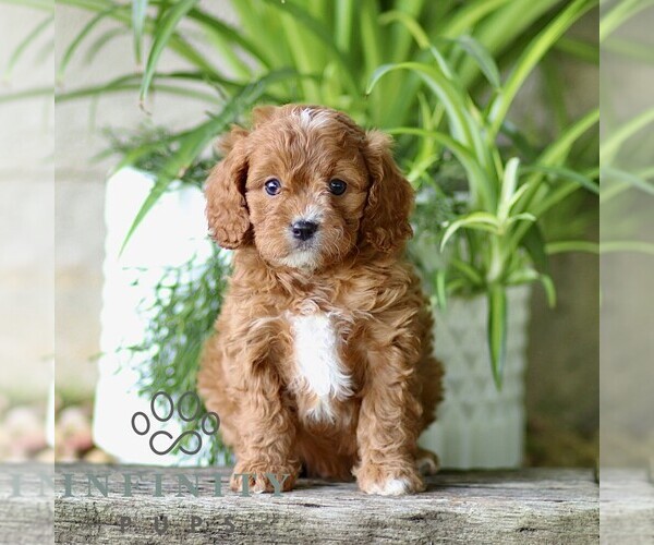 Medium Photo #1 Cavapoo (Miniature) Puppy For Sale in PARADISE, PA, USA