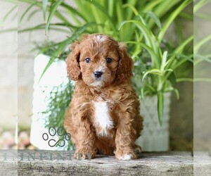 Cavapoo (Miniature) Puppy for sale in PARADISE, PA, USA