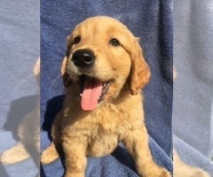 Golden Retriever Puppy for sale in SANTA ANA, CA, USA