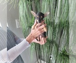 Small Photo #1 Chihuahua Puppy For Sale in CAPE CORAL, FL, USA