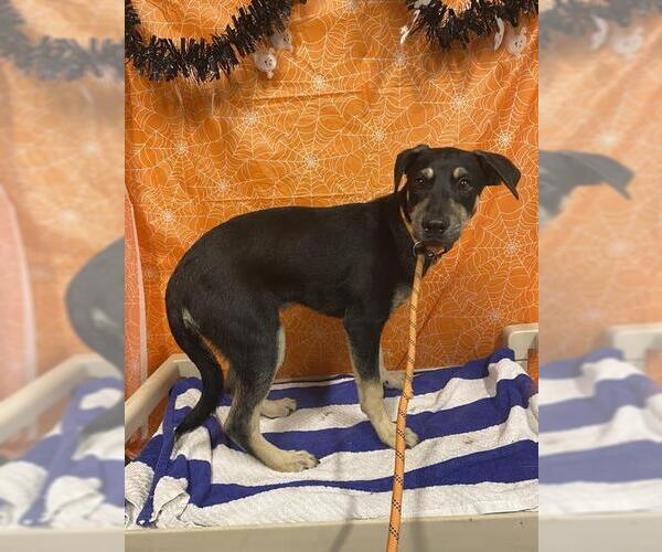 Medium Photo #1 Doberman Pinscher-Unknown Mix Puppy For Sale in Modesto, CA, USA