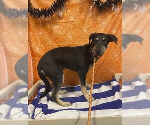 Doberman Pinscher-Unknown Mix Dogs for adoption in Modesto, CA, USA