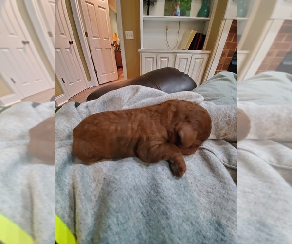 Medium Photo #3 Goldendoodle Puppy For Sale in DEXTER, GA, USA