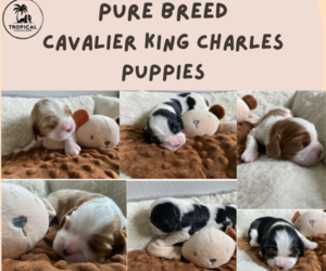 Cavalier King Charles Spaniel Puppy for Sale in MIAMI, Florida USA