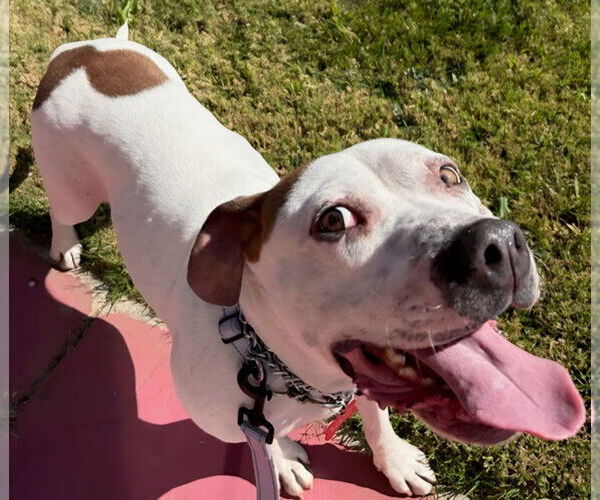 Medium Photo #23 Bulloxer Puppy For Sale in Lake Forest, CA, USA