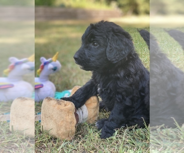 Medium Photo #2 Goldendoodle-Newfoundland Mix Puppy For Sale in MORRIS, MN, USA