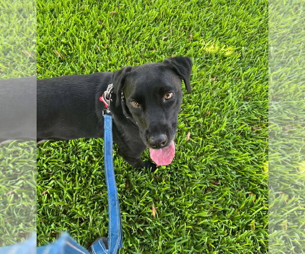 Medium Photo #5 Labrador Retriever-Unknown Mix Puppy For Sale in San Diego, CA, USA