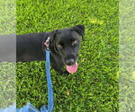 Small #4 Labrador Retriever Mix