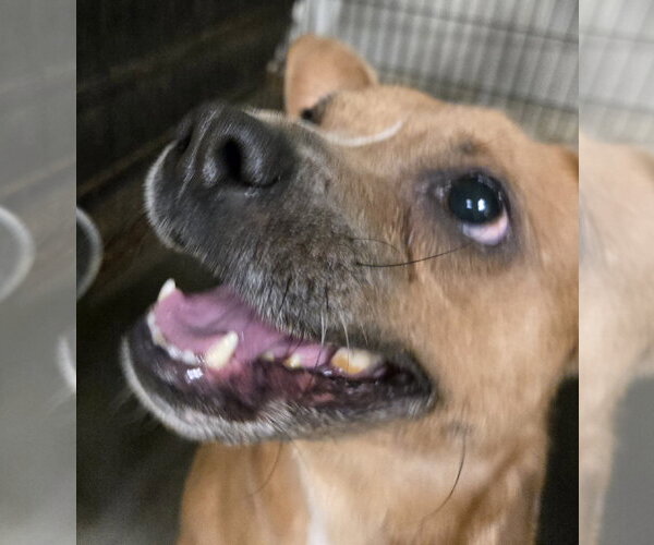 Medium Photo #1 Rat-Cha Puppy For Sale in Jackson, MS, USA