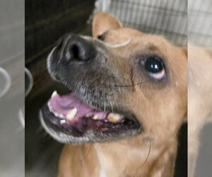 Rat-Cha Dogs for adoption in Jackson, MS, USA