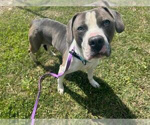 American Staffordshire Terrier Dogs for adoption in Ocala, FL, USA