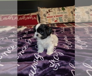 Shih Tzu Puppy for sale in KINGS MOUNTAIN, NC, USA