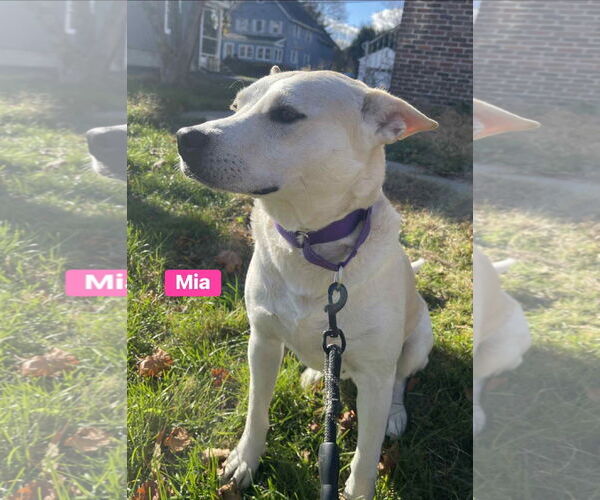 Medium Photo #9 Labrador Retriever-Unknown Mix Puppy For Sale in Alexander, AR, USA
