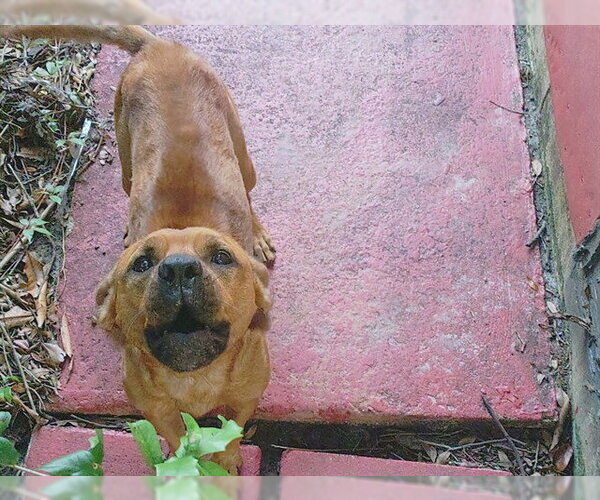 Medium Photo #1 American Staffordshire Terrier Puppy For Sale in Fort Lauderdale, FL, USA
