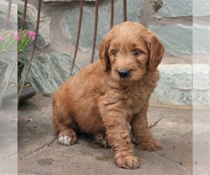 Goldendoodle-Poodle (Standard) Mix Puppy for sale in EAST EARL, PA, USA