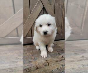 Great Pyrenees Puppy for Sale in SHADE GAP, Pennsylvania USA