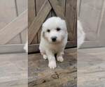 Small Photo #1 Great Pyrenees Puppy For Sale in SHADE GAP, PA, USA
