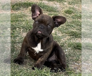 Medium French Bulldog