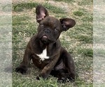 Puppy Chaco French Bulldog
