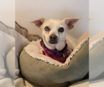 Small #6 Chihuahua Mix