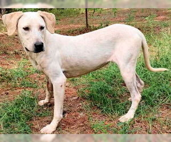 Medium Photo #4 Pointer Puppy For Sale in Frankston, TX, USA