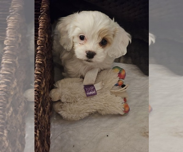 Medium Photo #2 Cavapoo Puppy For Sale in FAIR GROVE, MO, USA