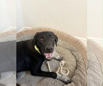 Small #2 Labrador Retriever Mix