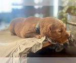 Puppy Light Blue Boy Golden Retriever