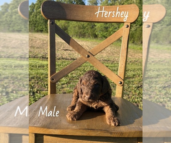 Medium Photo #2 Goldendoodle Puppy For Sale in MEDORA, IN, USA