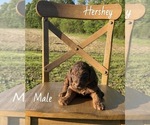 Small #1 Goldendoodle
