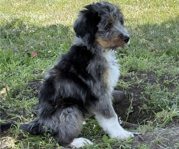 Medium Photo #12 Bernedoodle Puppy For Sale in SPRINGFIELD, OH, USA