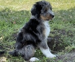 Small Photo #12 Bernedoodle Puppy For Sale in SPRINGFIELD, OH, USA