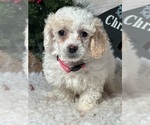 Small Photo #4 Poodle (Toy) Puppy For Sale in LOUISA, VA, USA