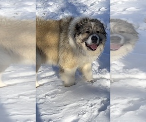 Mother of the Caucasian Shepherd Dog puppies born on 07/08/2025