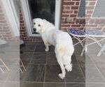 Small #5 Great Pyrenees Mix