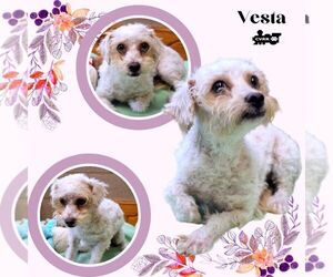 Poodle (Miniature)-Unknown Mix Dogs for adoption in Lindsay, CA, USA