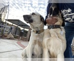 Small #3 Kangal Dog