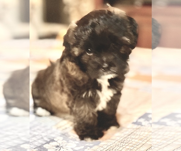 Medium Photo #1 Zuchon Puppy For Sale in HENRYETTA, OK, USA