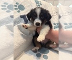 Small #6 Australian Shepherd