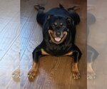 Small #14 Rottweiler
