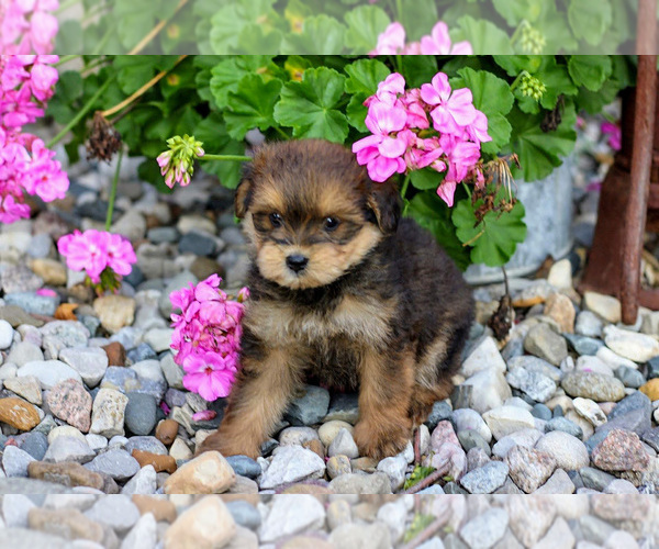Medium Photo #9 Pom-A-Poo Puppy For Sale in BREMEN, IN, USA